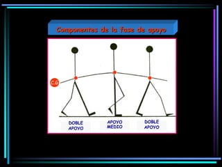 DOBLE
APOYO
APOYO
MEDIO
DOBLE
APOYO
C.G
Componentes de la fase de apoyo
 