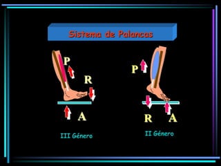 A
R
P
AR
P
II GéneroIII Género
Sistema de Palancas
 