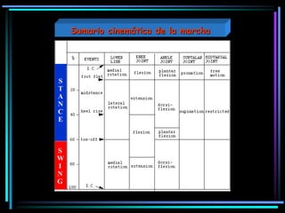 S
T
A
N
C
E
S
W
I
N
G
Sumario cinemática de la marcha
 