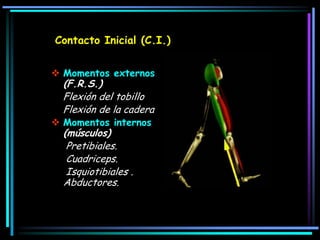 Contacto Inicial (C.I.)
 Momentos externos
(F.R.S.)
Flexión del tobillo
Flexión de la cadera
 Momentos internos
(músculos)
Pretibiales.
Cuadriceps.
Isquiotibiales .
Abductores.
 