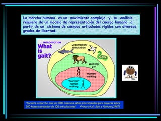 La marcha humana es un movimiento complejo y su análisis
requiere de un modelo de representación del cuerpo humano a
partir de un sistema de cuerpos articulados rígidos con diversos
grados de libertad.
“Durante la marcha, mas de 1000 músculos están sincronizados para moverse sobre
200 huesos alrededor de 100 articulaciones” Prince et al.: Gait y Posture (1997)
 