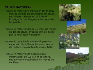 GRUPO MATORRAL Modelo 4: matorral o plantación joven muy densa; de más de dos metros de altura; con ramas muertas en su interior. Propagación del fuego por las copas de las plantas. Modelo 5: matorral denso y verde, de menos de 1m de altura. Propagación del fuego por la hojarasca y el pasto. Modelo 6: parecido la modelo 5, pero con especies más inflamables o con restos de corta y con plantas de mayor talla. Modelo 7: matorral de especies muy inflamables; de 0,5 a 2 m de altura, situado como sotobosque en masas de coníferas. 