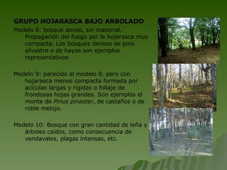 GRUPO HOJARASCA BAJO ARBOLADO Modelo 8: bosque denso, sin matorral. Propagación del fuego por la hojarasca muy compacta. Los bosques densos de pino silvestre o de hayas son ejemplos representativos Modelo 9: parecido al modelo 8, pero con hojarasca menos compacta formada por acículas largas y rígidas o follaje de frondosas hojas grandes. Son ejemplos el monte de  Pinus pinaster , de castaños o de roble melojo. Modelo 10: Bosque con gran cantidad de leña y árboles caídos, como consecuencia de vendavales, plagas intensas, etc. 