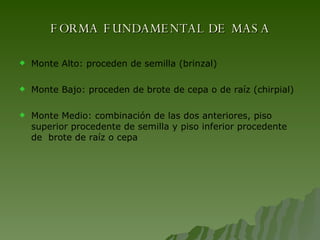 FORMA FUNDAMENTAL DE MASA Monte Alto: proceden de semilla (brinzal) Monte Bajo: proceden de brote de cepa o de raíz (chirpial) Monte Medio: combinación de las dos anteriores, piso superior procedente de semilla y piso inferior procedente de  brote de raíz o cepa 