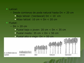 Latizal: Desde comienzo de poda natural hasta Dn = 20 cm Bajo latizal: (Vardascal) Dn < 10  cm Altao latizal: 10 cm < Dn < 20 cm Fustal: Dn > 20 cm Fustal bajo o joven: 20 cm < Dn < 35 cm Fustal medio: 35 cm < Dn < 50 cm Fustal alto o viejo: Dn > 50 cm 