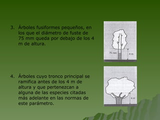 3. Árboles fusiformes pequeños, en los que el diámetro de fuste de 75 mm queda por debajo de los 4 m de altura. 4.  Árboles cuyo tronco principal se ramifica antes de los 4 m de altura y que pertenezcan a alguna de las especies citadas más adelante en las normas de este parámetro. 