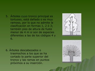 5.  Árboles cuyo tronco principal es tortuoso, está dañado o es muy ramoso, por lo que no admite la clasificación en formas 1, 2 ó 3; también pies de altura de fuste menor de 4 m si son de especies diferentes a las de los códigos 4 y 6. 6. Árboles descabezados o trasmochos a los que se ha cortado la parte superior del tronco y las ramas en puntos próximos a su inserción. 