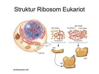 Analisis 16S dan 18S rRNA.ppt