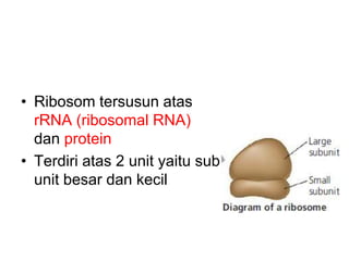 Analisis 16S dan 18S rRNA.ppt