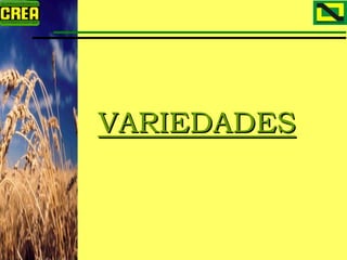 Analisis Campaña Trigo 08 09