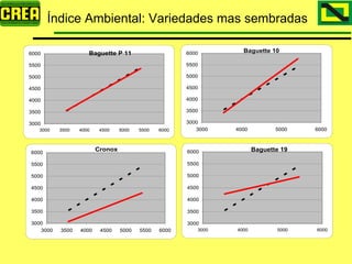 Analisis Campaña Trigo 08 09