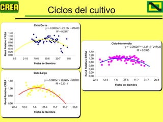 Analisis Campaña Trigo 08 09