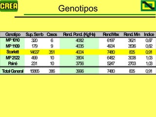 Analisis Campaña Trigo 08 09