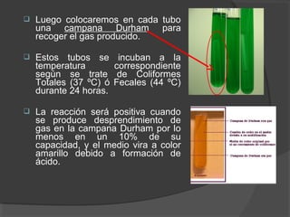  Luego colocaremos en cada tubo
una campana Durham para
recoger el gas producido.
 Estos tubos se incuban a la
temperatura correspondiente
según se trate de Coliformes
Totales (37 ºC) ó Fecales (44 ºC)
durante 24 horas.
 La reacción será positiva cuando
se produce desprendimiento de
gas en la campana Durham por lo
menos en un 10% de su
capacidad, y el medio vira a color
amarillo debido a formación de
ácido.
 