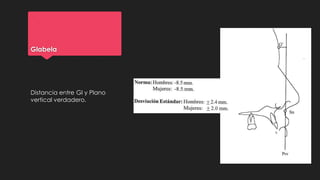 Glabela
Distancia entre Gl y Plano
vertical verdadero.
 