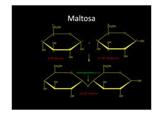 Maltosa
5
4
3
2
1
O
OH OH
OH
OH
CH2OH
6
+
5
4
3
2
1
O
OH
OH
OH
OH
CH2OH
6
α−D-glucosa α ο β −D-glucosaOH OH
α−D-glucosa α ο β −D-glucosa
O
OH
OH
OH
CH2OH
O
O
OH
OH
OH
CH2OH
α ο β -maltosa
enlace glucosídico α−1,4
 