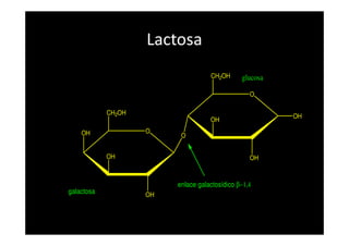 Lactosa
CH2OH
O
OH
OH
CH2OH glucosa
OOH
OH
OH OH
OH
enlace galactosídico β−1,4
O
galactosa
 