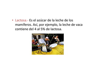 • Lactosa.- Es el azúcar de la leche de los
mamíferos. Así, por ejemplo, la leche de vaca
contiene del 4 al 5% de lactosa.
 