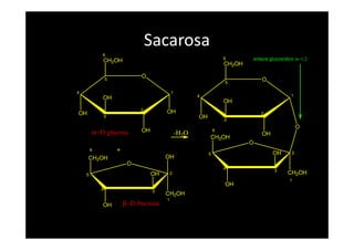 Sacarosa
5
4
3
2
1
O
OH OH
OH
CH2OH
6
enlace glucosídico α−1,2
5
4
3
2
1
O
OH
OH
CH2OH
6
O
OH
+
α−D-glucosa
4
CH2OH
1
OHCH2OH
6
OH
25
3
OH
O
OH
β−D-fructosa
4
CH2OH
1
O
CH2OH
6
OH
25
3
OH
O
-H2O
 