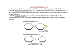 DISACÁRIDOS REDUCTORES
los disacáridos están formados por la unión de dos monosacáridos, que se realiza de dos formas:
Mediante enlace monocarbonílico, entre el C1 anomérico de un monosacárido y un C no anomérico de
otro monosacárido, como se ve en las fórmulas de la lactosa y maltosa. Estos disacáridos conservan el
carácter reductor .
Mediante enlace dicarbonílico, si se establece entre los dos carbonos anoméricos de los dos
monosacáridos, con lo que el disacárido pierde su poder reductor, por ejemplo como ocurre en la
sacarosa
 
