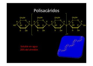 Polisacáridos
O
H
H
OH
OH
H
H
H
CH2OH
OHO
O
H
H
OH
OH
H
H
H
CH2OH
O
O
H
H
OH
OH
H
H
H
CH2OH
O
O
H
H
OH
OH
H
H
H
CH2OH
OH
nn
Amilosa
Soluble en agua
20% del almidón
 