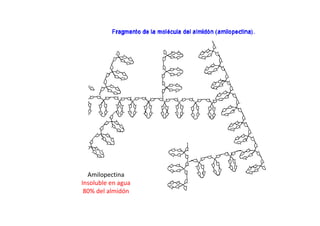 Amilopectina
Insoluble en agua
80% del almidón
 