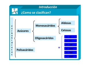 ¿Como se clasifican?
Introducción
C
a
r
b
Azúcares
Monosacáridos
Aldosas
Cetosas
b
o
h
i
d
r
a
t
o
s
Polisacáridos
Oligosacáridos
- 2 Di
- 3 Tri
- 7 Hept
- 6 Hex
- 5 pent
- 4 tetr
 