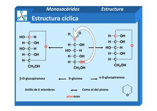 CH
C OHH
C HHO
C OHH
O
OH
C
H O
C OHH
C HHO
C OHH
CHO
C OHH
C HHO
C OHH
O
H
Estructura cíclica
Monosacáridos Estructura
D-glucosa αααα-D-glucopiranosa
CH
CH2OH
C OHH
C OHH
CH2OH
ββββ-D-glucopiranosa
C OHH
CH
CH2OH
Anillo de 6 miembros Como el del pirano
piranosas O
 