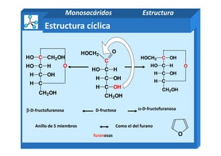 C
HOCH2
O
C HHO
C OHH
CH2OH
H OHC
HO HC
HO C
O
OH
H OHC
HO HC
HOCH2 C
O
Estructura cíclica
Monosacáridos Estructura
D-fructosa αααα-D-fructofuranosaββββ-D-fructofuranosa
C OHH
C OHH
CH2OH
CH2OH
H C
CH2OH
H C
Anillo de 5 miembros Como el del furano
furanosas O
 