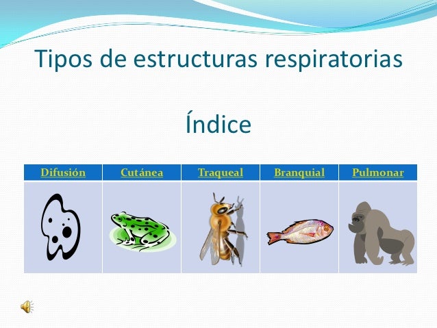 Analisis de estructuras respiratorias