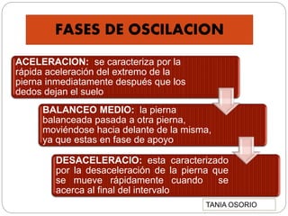 FASES DE OSCILACION
ACELERACION: se caracteriza por la
rápida aceleración del extremo de la
pierna inmediatamente después que los
dedos dejan el suelo
BALANCEO MEDIO: la pierna
balanceada pasada a otra pierna,
moviéndose hacia delante de la misma,
ya que estas en fase de apoyo
DESACELERACIO: esta caracterizado
por la desaceleración de la pierna que
se mueve rápidamente cuando se
acerca al final del intervalo
TANIA OSORIO
 