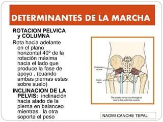 DETERMINANTES DE LA MARCHA
ROTACION PELVICA
y COLUMNA
Rota hacia adelante
en el plano
horizontal 40º de la
rotación máxima
hacia el lado que
produce la fase de
apoyo , (cuando
ambas piernas estas
sobre suelo)
INCLINACION DE LA
PELVIS: inclinación
hacia alado de la
pierna en balanceo
mientras la otra
soporta el peso NAOMI CANCHE TEPAL
 