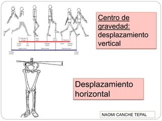 Centro de
gravedad:
desplazamiento
vertical
Desplazamiento
horizontal
NAOMI CANCHE TEPAL
 