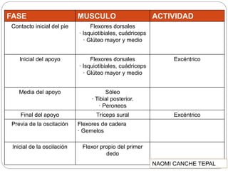 FASE MUSCULO ACTIVIDAD
Contacto inicial del pie Flexores dorsales
· Isquiotibiales, cuádriceps
· Glúteo mayor y medio
Inicial del apoyo Flexores dorsales
· Isquiotibiales, cuádriceps
· Glúteo mayor y medio
Excéntrico
Media del apoyo Sóleo
· Tibial posterior.
· Peroneos
Final del apoyo Tríceps sural Excéntrico
Previa de la oscilación Flexores de cadera
· Gemelos
Inicial de la oscilación Flexor propio del primer
dedo
NAOMI CANCHE TEPAL
 