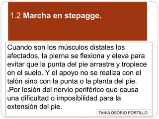1.2 Marcha en stepagge.
Cuando son los músculos distales los
afectados, la pierna se flexiona y eleva para
evitar que la punta del pie arrastre y tropiece
en el suelo. Y el apoyo no se realiza con el
talón sino con la punta o la planta del pie.
*Por lesión del nervio periférico que causa
una dificultad o imposibilidad para la
extensión del pie.
TANIA OSORIO PORTILLO
 