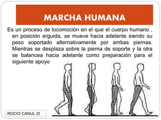MARCHA HUMANA
Es un proceso de locomoción en el que el cuerpo humano ,
en posición erguida, se mueve hacia adelante siendo su
peso soportado alternativamente por ambas piernas.
Mientras se desplaza sobre la pierna de soporte y la otra
se balancea hacia adelante como preparación para el
siguiente apoyo
ROCIO CANUL ZI
 