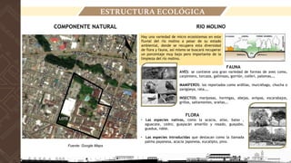 Hay una variedad de micro ecosistemas en este
fluvial del río molino a pesar de su estado
ambiental, donde se recupera esta diversidad
de flora y fauna, así mismo se buscará recuperar
un porcentaje muy bajo pero importante de la
limpieza del río molino.
ESTRUCTURA ECOLÓGICA
FAUNA
AVES: se contiene una gran variedad de formas de aves como,
carpintero, torcaza, gallinazo, gorrión, colibrí, palomas,…
MAMÍFEROS: los reportados como ardillas, murciélago, chucha o
zarigüeya, rata,…
INSECTOS: mariposas, hormigas, abejas, avispas, escarabajos,
grillos, saltamontes, arañas,…
COMPONENTE NATURAL
Fuente: Google Maps
LOTE
RIO MOLINO
FLORA
• Las especies nativas, como la acacia, aliso, balso ,
aguacate, cedro, guayacán amarillo y rosado, guayabo,
guadua, roble.
• Las especies introducidas que destacan como la llamada
palma payanesa, acacia japonesa, eucalipto, pino.
 