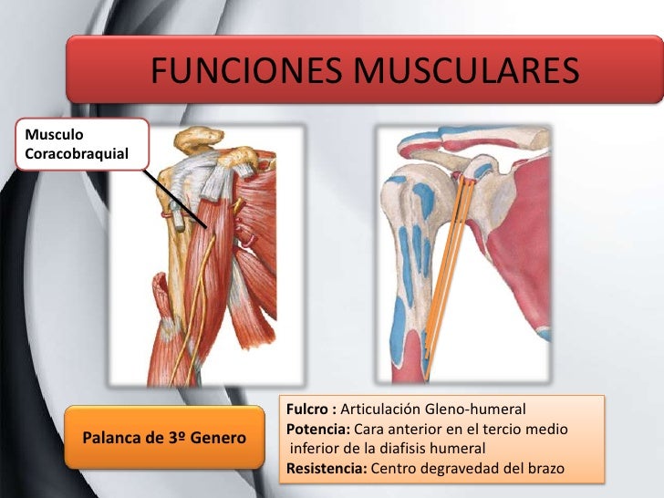 Flexion Y Extension De Hombro