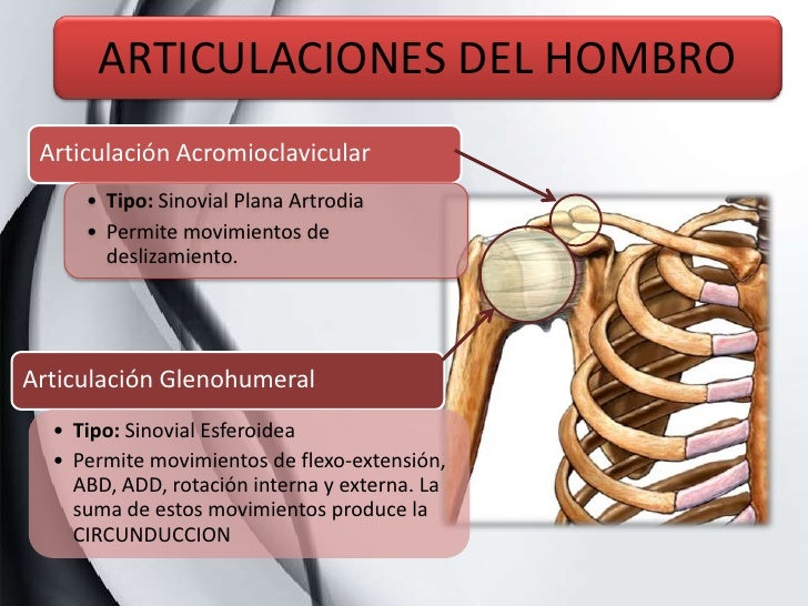 Analisis de Movimiento Flexion de hombro