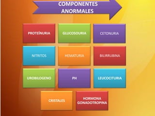 COMPONENTES
ANORMALES

PROTEÍNURIA

GLUCOSOURIA

CETONURIA

NITRITOS

HEMATURIA

BILIRRUBINA

UROBILOGENO

PH

LEUCOCITURIA

CRISTALES

HORMONA
GONADOTROPINA

 