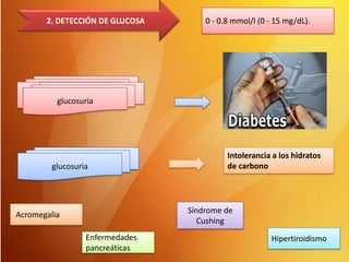 2. DETECCIÓN DE GLUCOSA

0 - 0.8 mmol/l (0 - 15 mg/dL).

glucosuria
glucosuria

glucosuria

Intolerancia a los hidratos
de carbono

Síndrome de
Cushing

Acromegalia
Enfermedades
pancreáticas

Hipertiroidismo

 