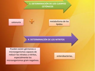 3. DETERMINACIÓN DE LOS CUERPOS
CETÓNICOS

metabolismo de los
lípidos

cetonuria

4. DETERMINACIÓN DE LOS NITRITOS

Pueden existir gérmenes o
microorganismos capaces de
reducir los nitratos a nitritos,
especialmente los
microorganismos gram negativos.

enterobacterias,

 