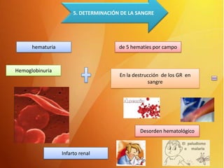 5. DETERMINACIÓN DE LA SANGRE

hematuria

de 5 hematíes por campo

Hemoglobinuria

En la destrucción de los GR en
sangre

Desorden hematológico

Infarto renal

 