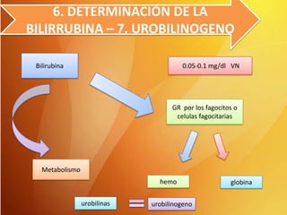 6. DETERMINACIÓN DE LA
BILIRRUBINA – 7. UROBILINOGENO
Bilirubina

0.05-0.1 mg/dl VN

.
GR por los fagocitos o
celulas fagocitarias

Metabolismo
hemo
urobilinas

urobilinogeno

globina

 