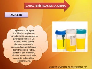 CARACTERÍSTICAS DE LA ORINA
ASPECTO

La presencia de ligera
turbidez homogénea o
marcada indica algún proceso
patológico de base. Un
aspecto turbio puede
deberse a presencia
aumentada de cristales por
deshidratación o fiebre,
bacterias por infección,
eliminación de medios de
contraste radiográfico,
leucocitos, etc.
CUARTO SEMESTRE DE ENFERMERIA “A”

 
