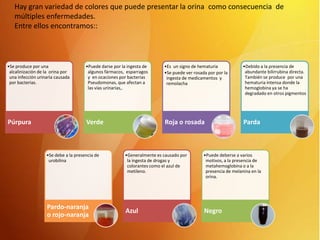 Hay gran variedad de colores que puede presentar la orina como consecuencia de
múltiples enfermedades.
Entre ellos encontramos::

•Se produce por una
alcalinización de la orina por
una infección urinaria causada
por bacterias.

•Puede darse por la ingesta de
algunos fármacos, esparragos
y en ocaciones por bacterias
Pseudomonas, que afectan a
las vías urinarias,.

•Es un signo de hematuria
•Se puede ver rosada por por la
ingesta de medicamentos y
remolacha

•Debido a la presencia de
abundante bilirrubina directa.
También se produce por una
hematuria intensa donde la
hemoglobina ya se ha
degradado en otros pigmentos

Púrpura

Verde

Roja o rosada

Parda

•Se debe a la presencia de
urobilina

Pardo-naranja
o rojo-naranja

•Generalmente es causado por
la ingesta de drogas y
colorantes como el azul de
metileno.

•Puede deberse a varios
motivos, a la presencia de
metahemoglobina o a la
presencia de melanina en la
orina.

Azul

Negro

 
