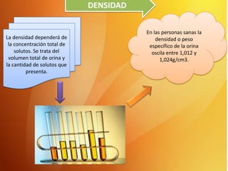 DENSIDAD

La densidad dependerá de
la concentración total de
solutos. Se trata del
volumen total de orina y
la cantidad de solutos que
presenta.

En las personas sanas la
densidad o peso
específico de la orina
oscila entre 1,012 y
1,024g/cm3.

 