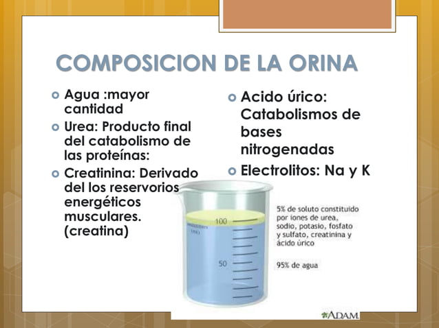 ANALISIS DE ORINA.pdf