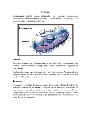 Protozoarios
Los protozoos, también llamados protozoarios, son organismos microscópicos,
unicelulares eucariotas;heterótrofos, fagótrofos, depredadores o detritívoros, a
veces mixótrofos (parcialmente autótrofos).
Helmintos:
El término helminto, que significa gusano, se usa sobre todo en parasitología, para
referirse a especies animales de cuerpo largo o blando que infestan el organismo de
otras especies.
Los helmintos poseen unos sistemas excretor y nervioso primitivos. Asimismo, algunos
helmintos poseen un tubo digestivo, aunque ninguno de ellos presenta un sistema
circulatorio. Los helmintos se dividen en:
Trematodos.
Incluye especies parásitas de animales, algunas de las cuales infestan al hombre. Son
conocidos comúnmente por duelas. La mayoría de los trematodos tienen ciclos de
vida complejos conestadios que afectan a varias especies; en estado adulto son
endoparásitos de vertebrados, incluido el ser humano (como por ejemplo Fasciola
hepatica, Paragonimus y Schistosoma), y en estado larvario lo son demoluscos y, a
veces, de un tercer hospedador.
 