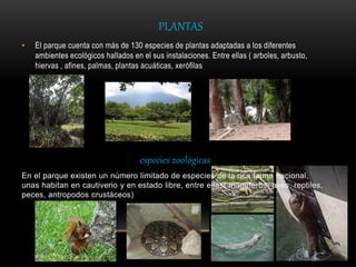 PLANTAS
• El parque cuenta con más de 130 especies de plantas adaptadas a los diferentes
ambientes ecológicos hallados en el sus instalaciones. Entre ellas ( arboles, arbusto,
hiervas , afines, palmas, plantas acuáticas, xerófilas
especies zoológicas
En el parque existen un número limitado de especies de la rica fauna nacional,
unas habitan en cautiverio y en estado libre, entre ellas( mamíferos, aves, reptiles,
peces, antropodos crustáceos)
 
